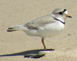 Piping Plover